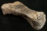 Diplodocus Metatarsal (Toe) With Stand #10137-2